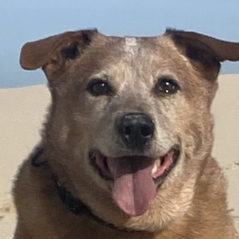 The original photo of Beau used for the engraving